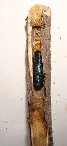 Castiarina flavopicta, PL4564, non-emerged adult, in Olearia lepidophylla (PJL 3415) chewed through lower stem, SE, photo by A.M.P. Stolarski, 9.7 × 3.5 mm